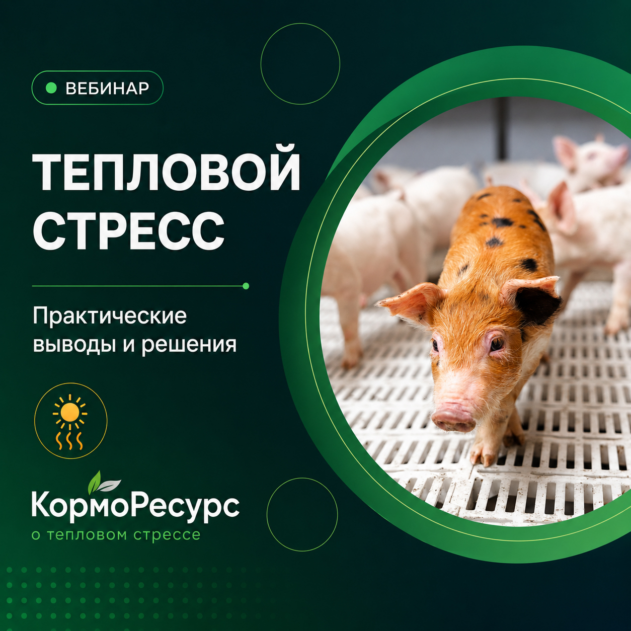 Тепловой стресс в свиноводстве