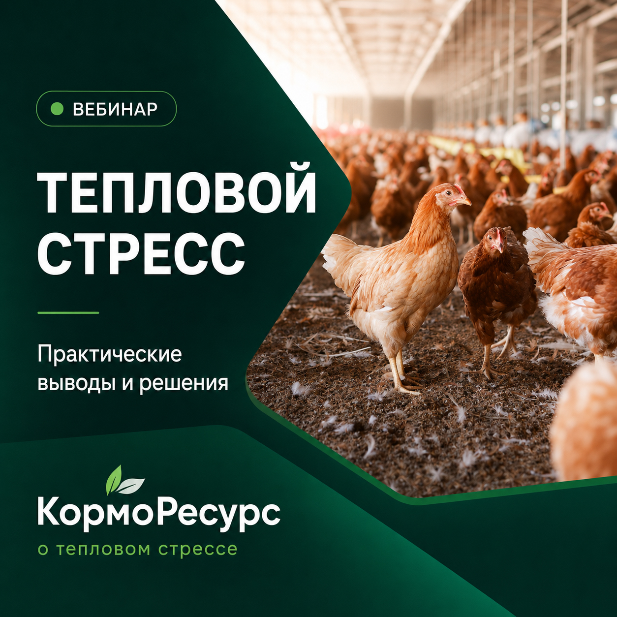Тепловой стресс в птицеводстве