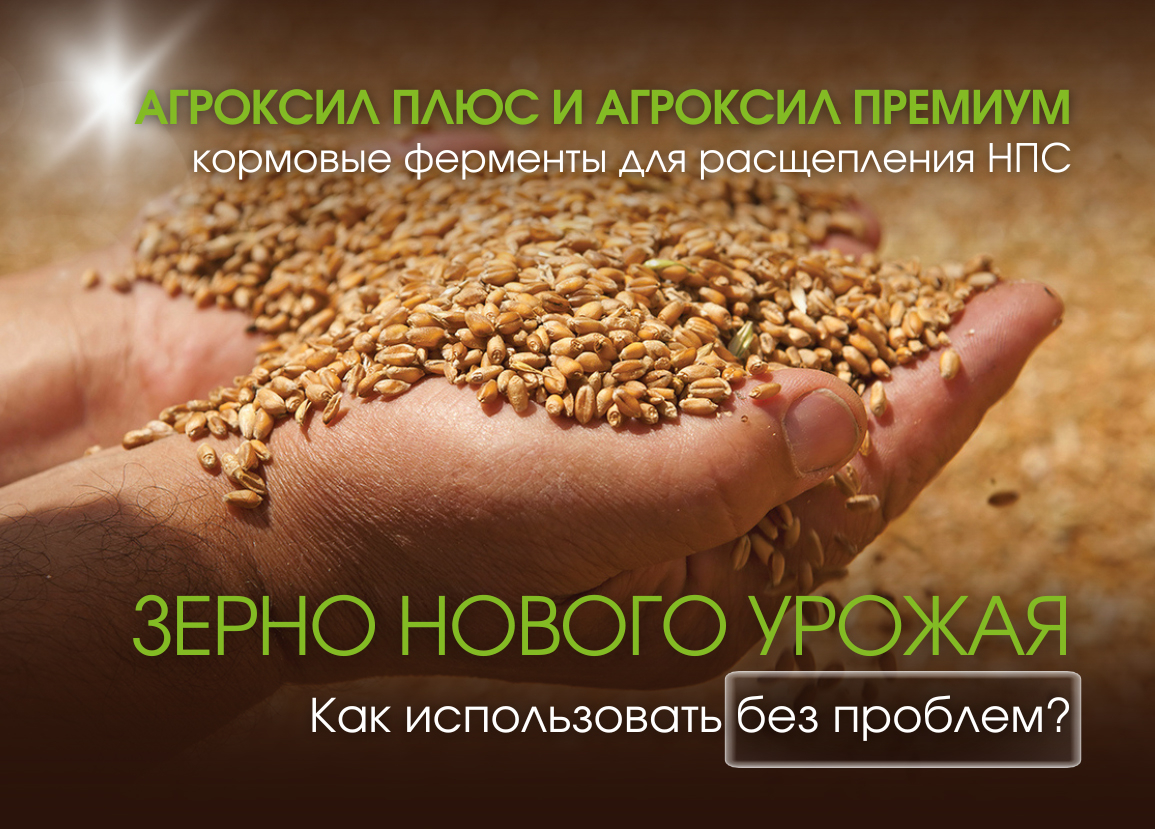 Зерно нового урожая. Как его использовать без проблем?