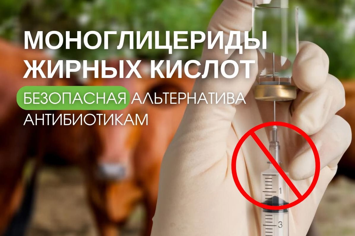Моноглицериды жирных кислот &ndash; безопасная альтернатива антибиотикам в животноводстве