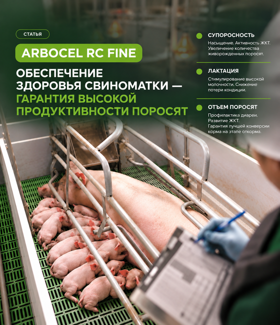 Нерастворимые волокна для обеспечения здоровья свиноматки — гарантия высокой продуктивности поросят