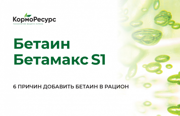 Бетаин — инструмент для профилактики метаболических нарушений