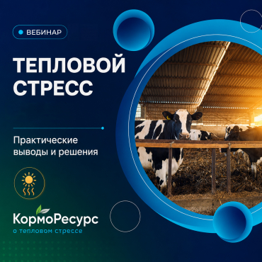 Серия вебинаров по тепловому стрессу у птицы, КРС и свиней