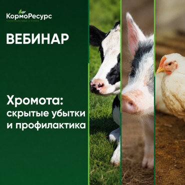 Хромота у КРС, свиней и птицы: причины Хромота у КРС, свиней и птицы: причины