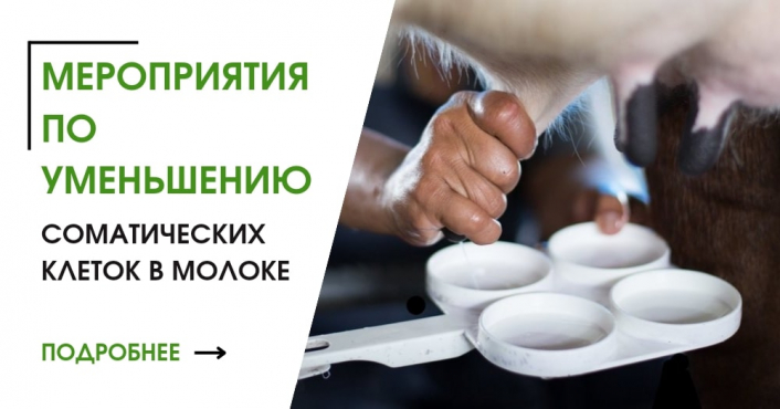 Мероприятия по уменьшению соматических клеток в молоке