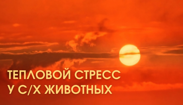 Как решить проблему теплового стресса у животных