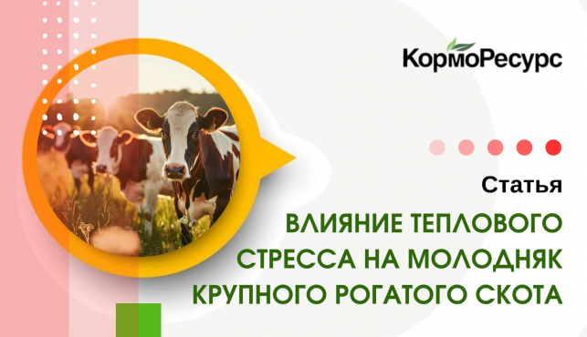 Влияние теплового стресса на молодняк крупного рогатого скота