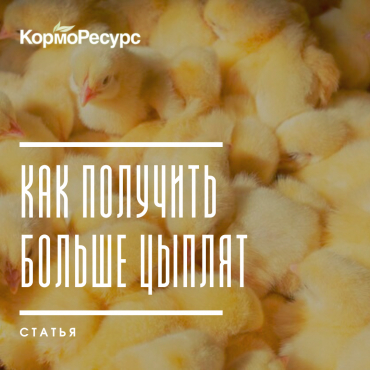 Как получить больше цыплят на начальную несушку