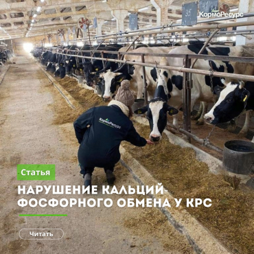 Нарушение кальций-фосфорного обмена у крупного рогатого скота