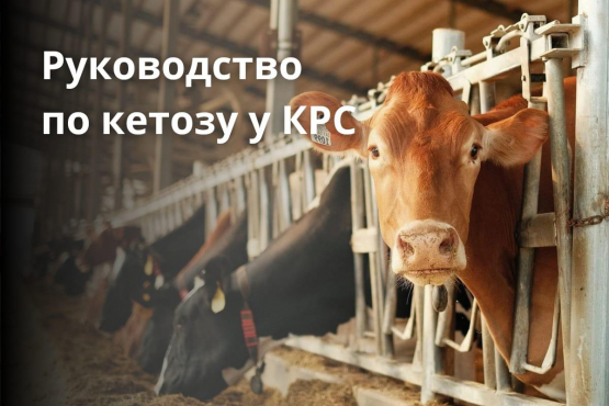 Кетоз кетозу рознь
