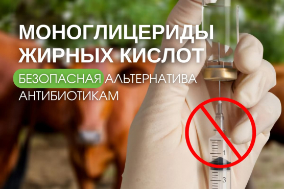 Безопасная альтернатива антибиотикам в животноводстве