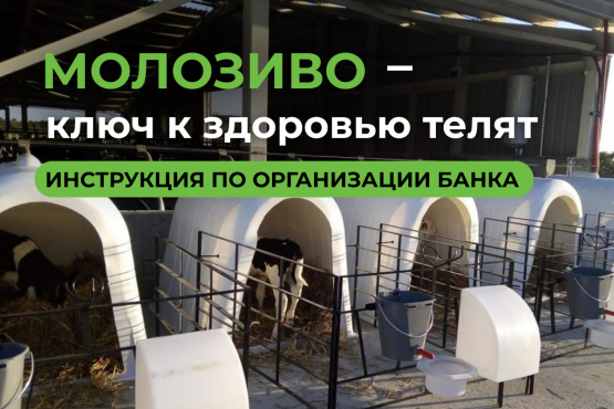 Молозиво — ключ к здоровью телят