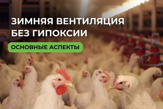 Зимняя вентиляция в птичнике. Как недостаток кислорода влияет на здоровье и продуктивность птицы