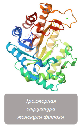 Трехмерная структура молекулы фитазы
