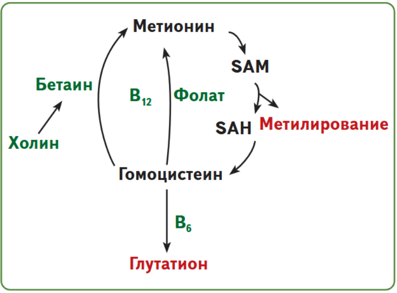 Цикл SAM