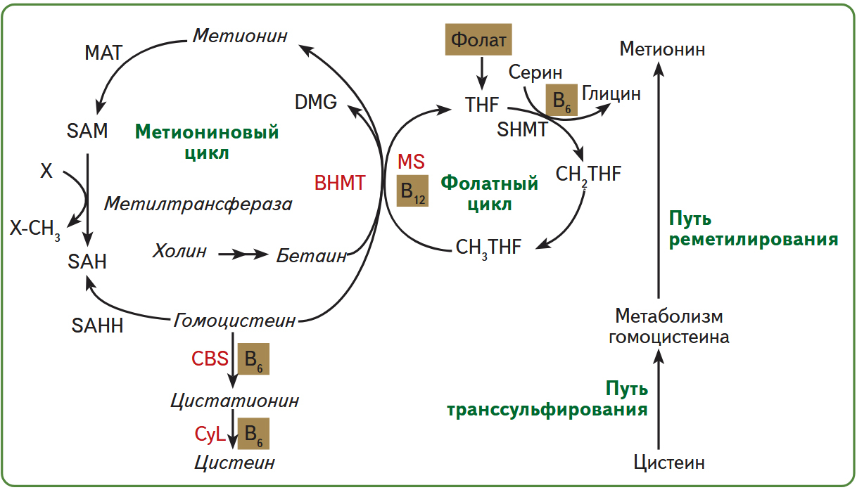 Фолатный и метиониновый цикл SAM