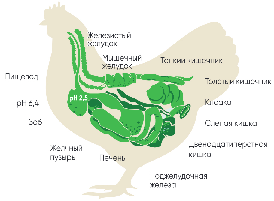 Разделы кишечника, в которых активен SILOhealth