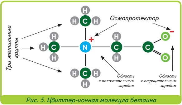 Цвиттер-ионная молекула бетаина Цвиттер-ионная молекула бетаина