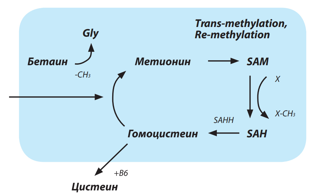 Рисунок 3 &ndash; Цикл метилирования