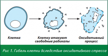 Гибель клетки вследствие оксидативного стресса Гибель клетки вследствие оксидативного стресса