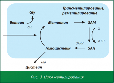 Цикл метилирования Цикл метилирования