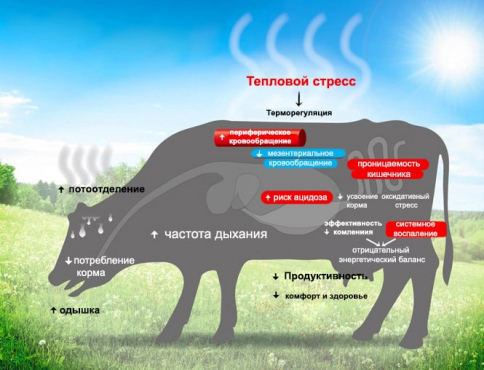 ECM-3 и тепловой стресс