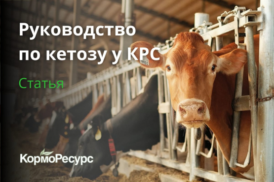 Кетоз у крупного рогатого скота