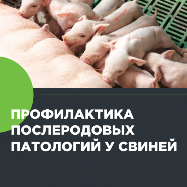 Как повысить рентабельность отрасли с помощью здоровых свиноматок: секреты успеха