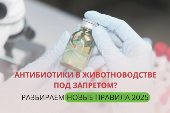 Запрет антибиотиков в животноводстве