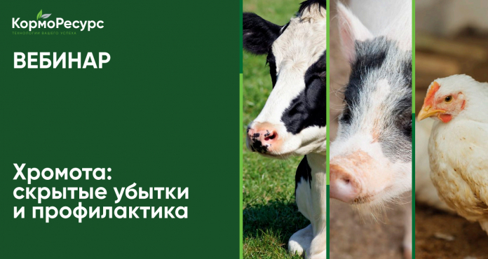 Хромота: скрытые убытки и профилактика