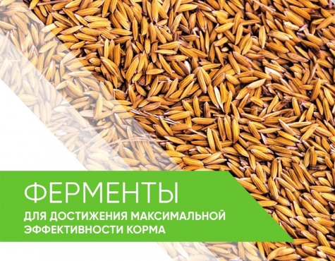 Ферменты в кормлении