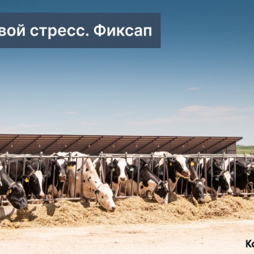 Тепловой стресс. ФИКСАП Тепловой стресс. ФИКСАП