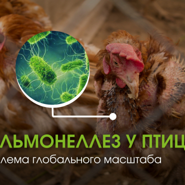 Сальмонеллез у птицы: проблема промышленного масштаба Сальмонеллез у птицы: проблема промышленного масштаба