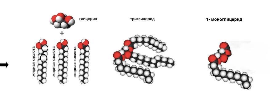 Рис 1. Строение триглицерида и моноглицерида