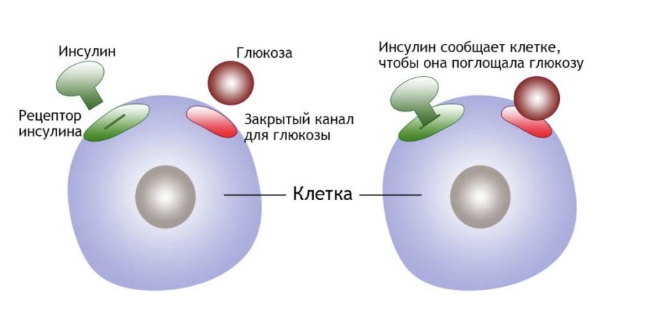 Хромодулин